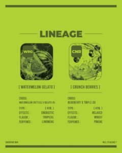 Watermelon Gelato x Crunch Berries 2G Disposable Vape by Smoothie Bar Infusions Dual Chamber Device